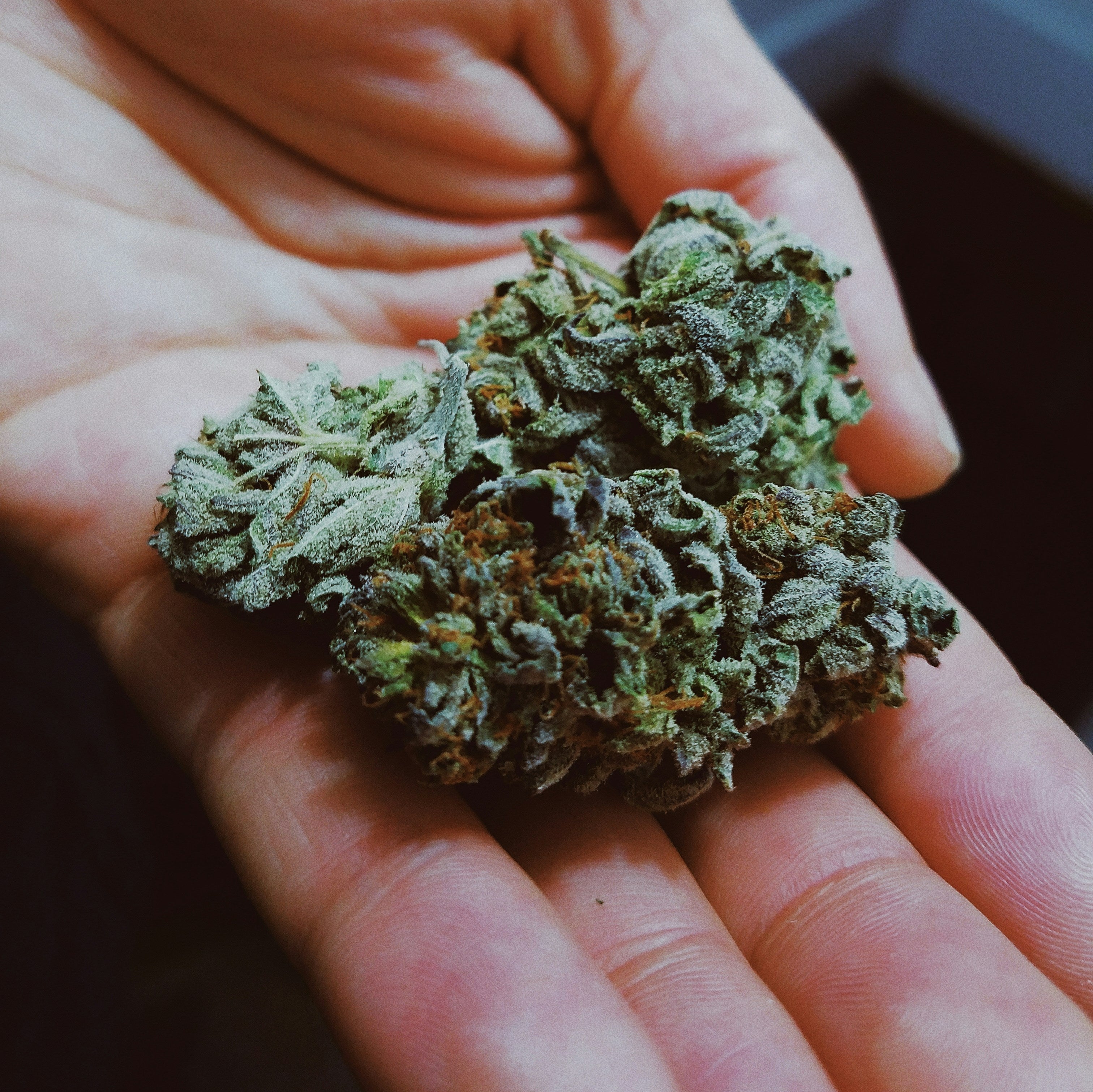 Richtiger Dnger fr Cannabis Anbau NPK und Mikronhrstoffe  kleine knospe