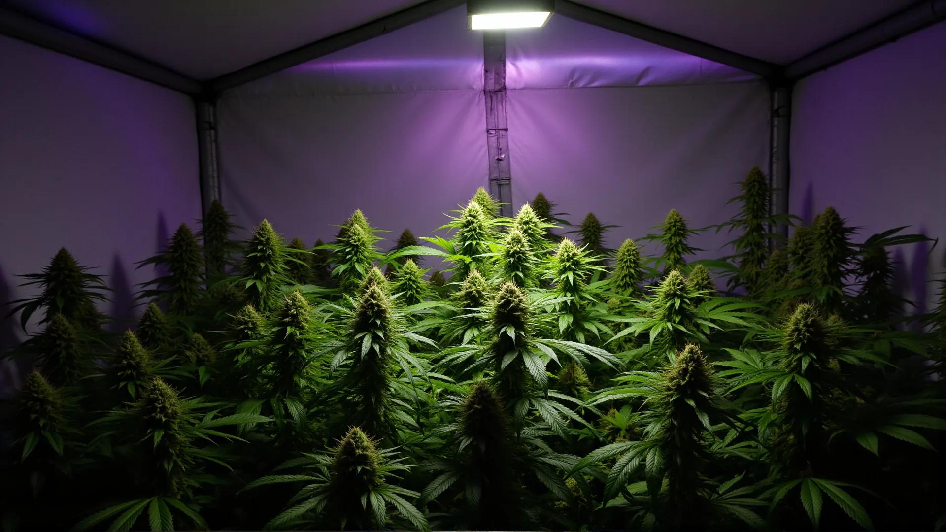 CRISPR und Cannabis Die Zukunft der Gen-Schere