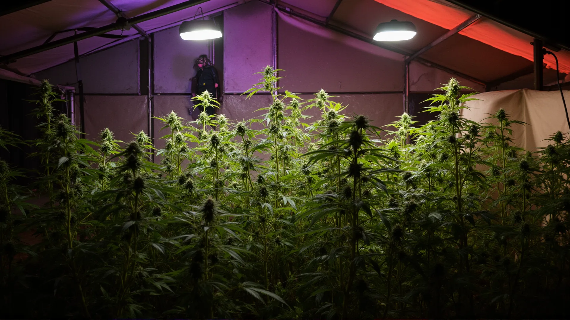 Schritt-für-Schritt: Cannabis fermentieren leicht gemacht