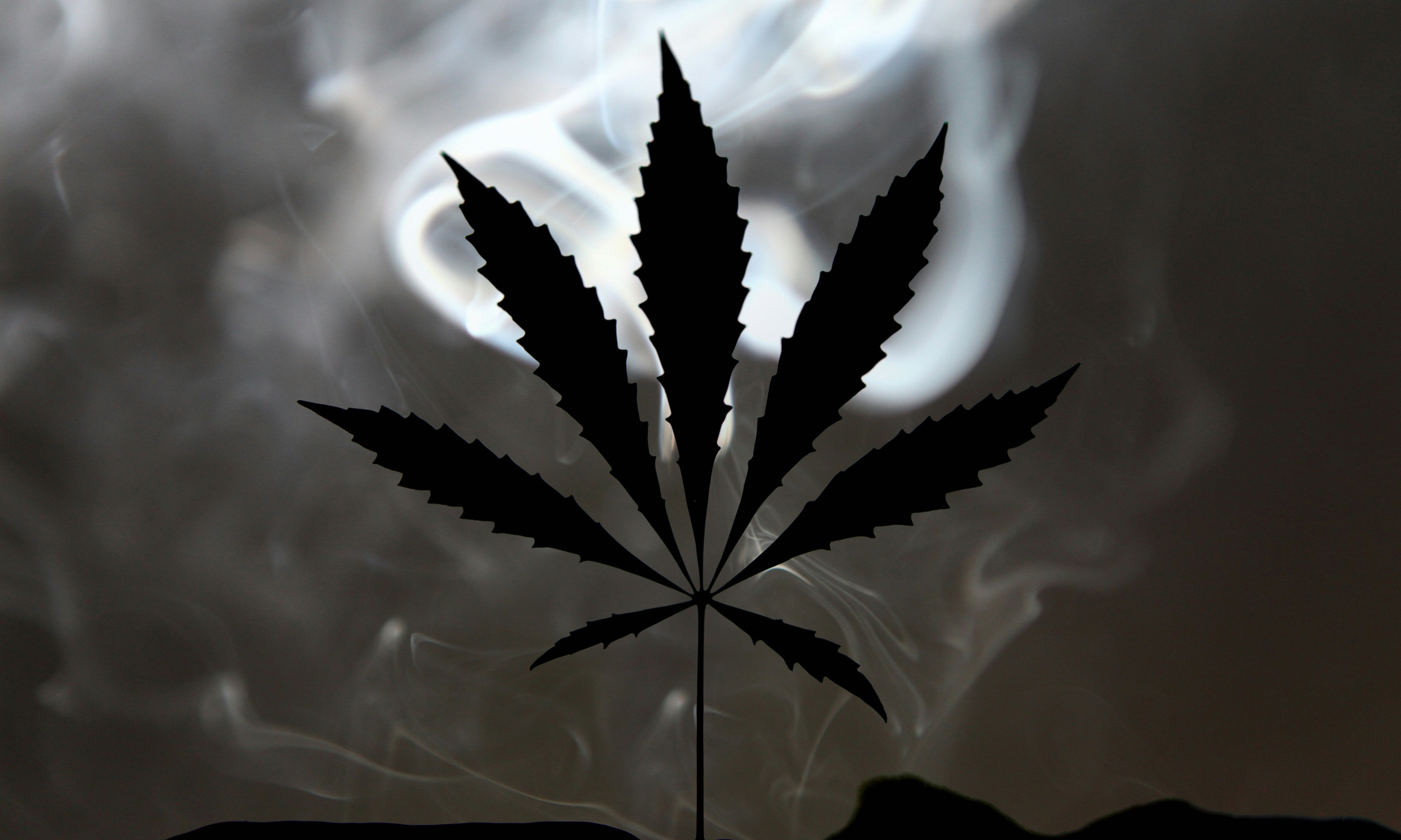 Kleine knospe: Deutschlands führender Premium Cannabis Shop