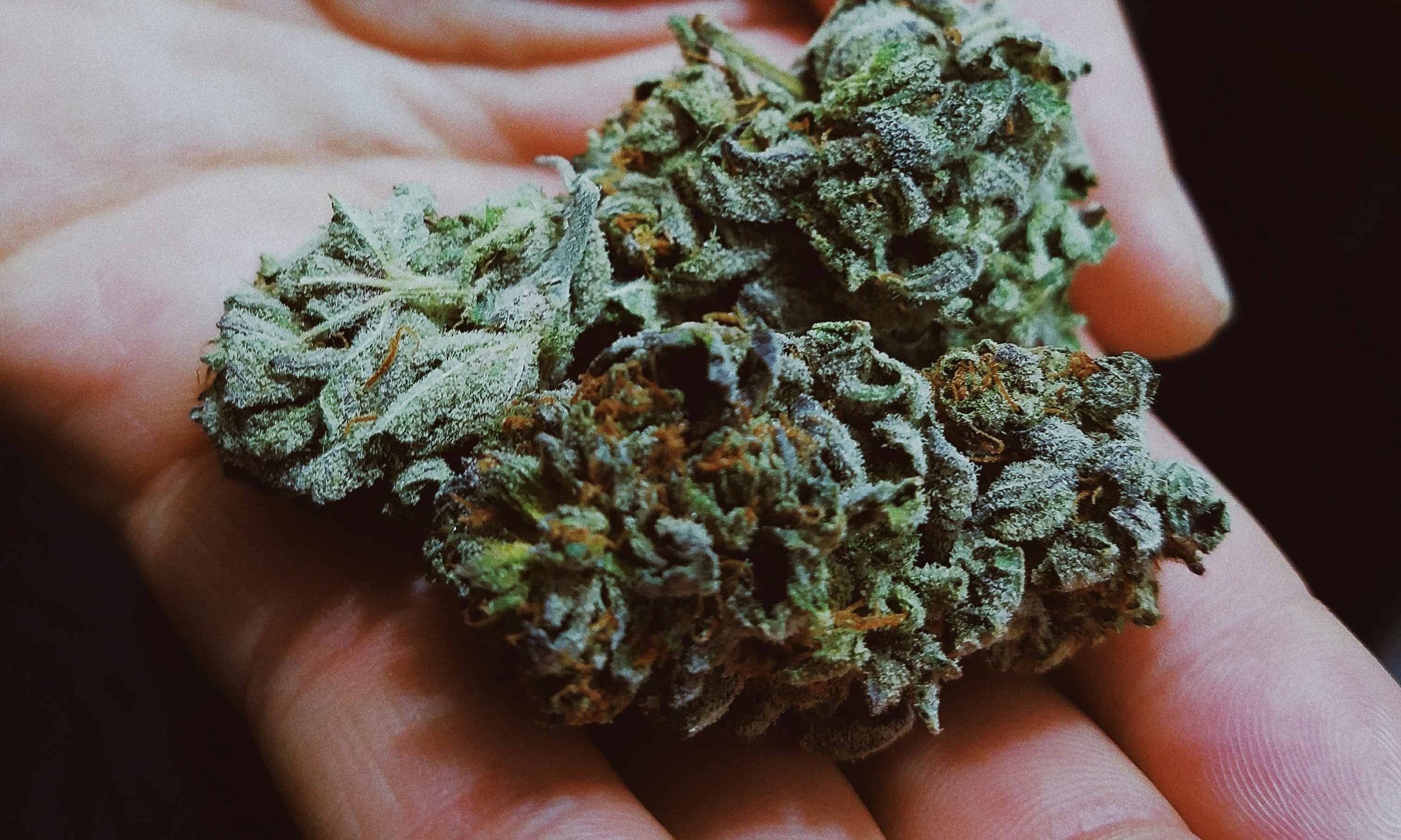 Richtiger Dünger für Cannabis Anbau NPK und Mikronährstoffe