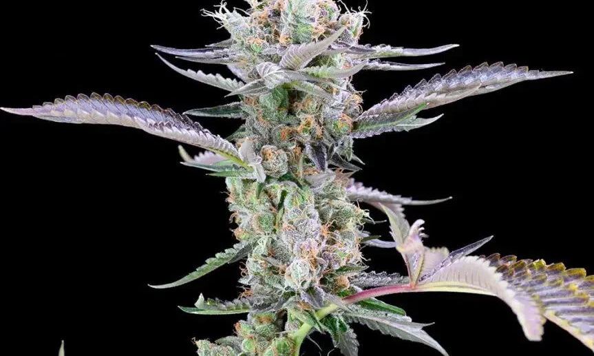 Samen keimen nicht? Vermeide diesen gravierenden Fehler