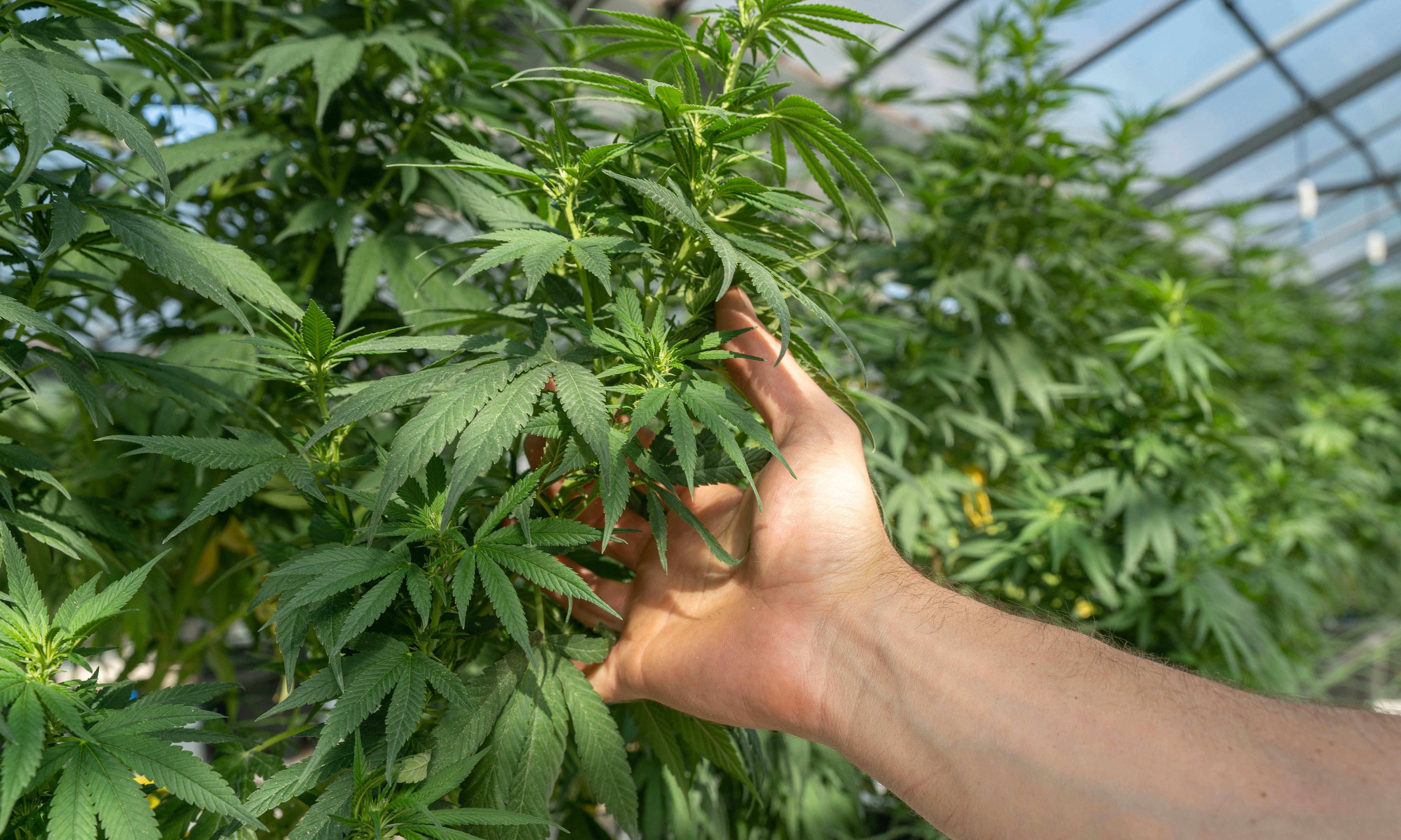 kleine knospe – Ihr Shop für legales CBD und Cannabis online