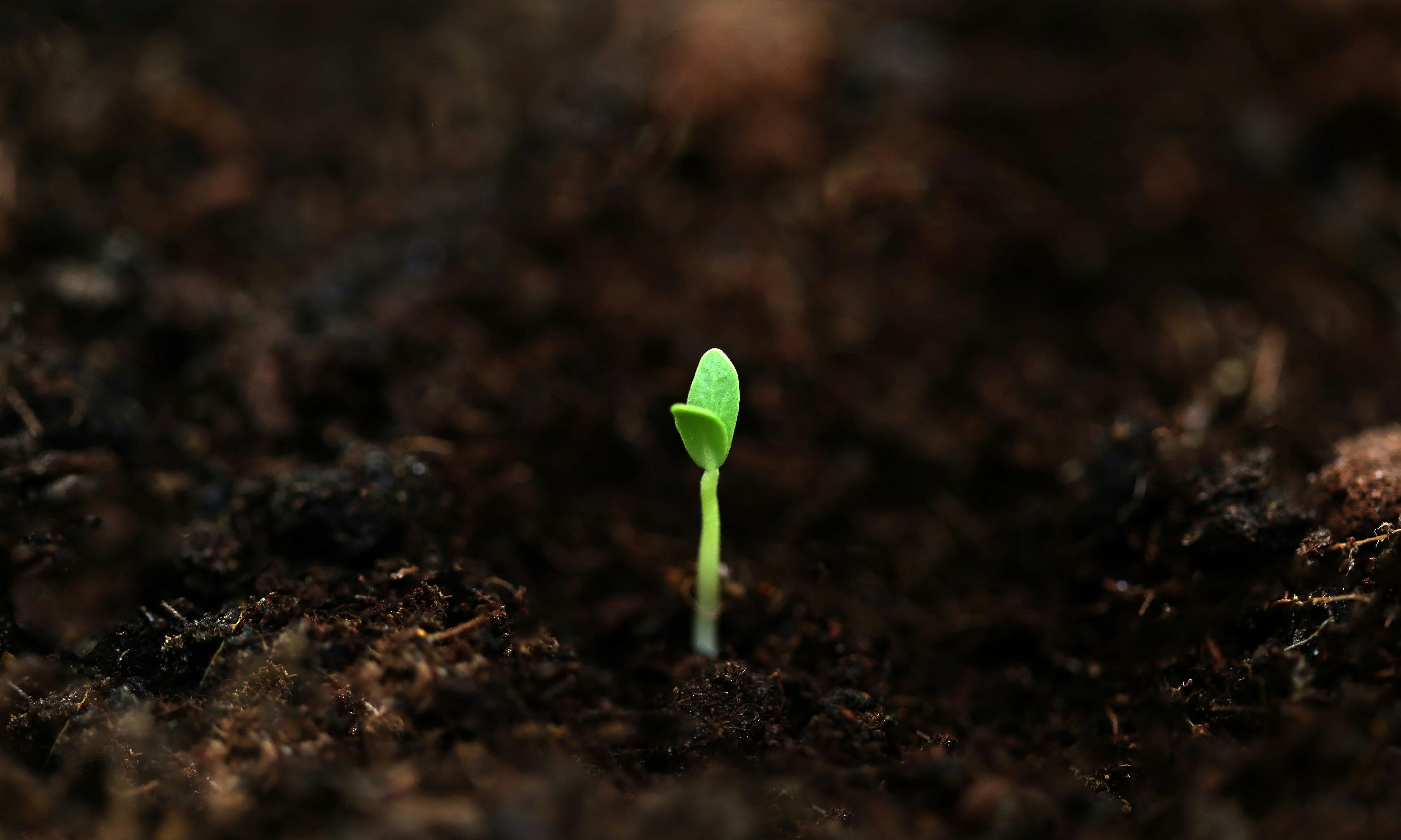 Cannabis Samen keimen nicht? Ursachen und Lösungen