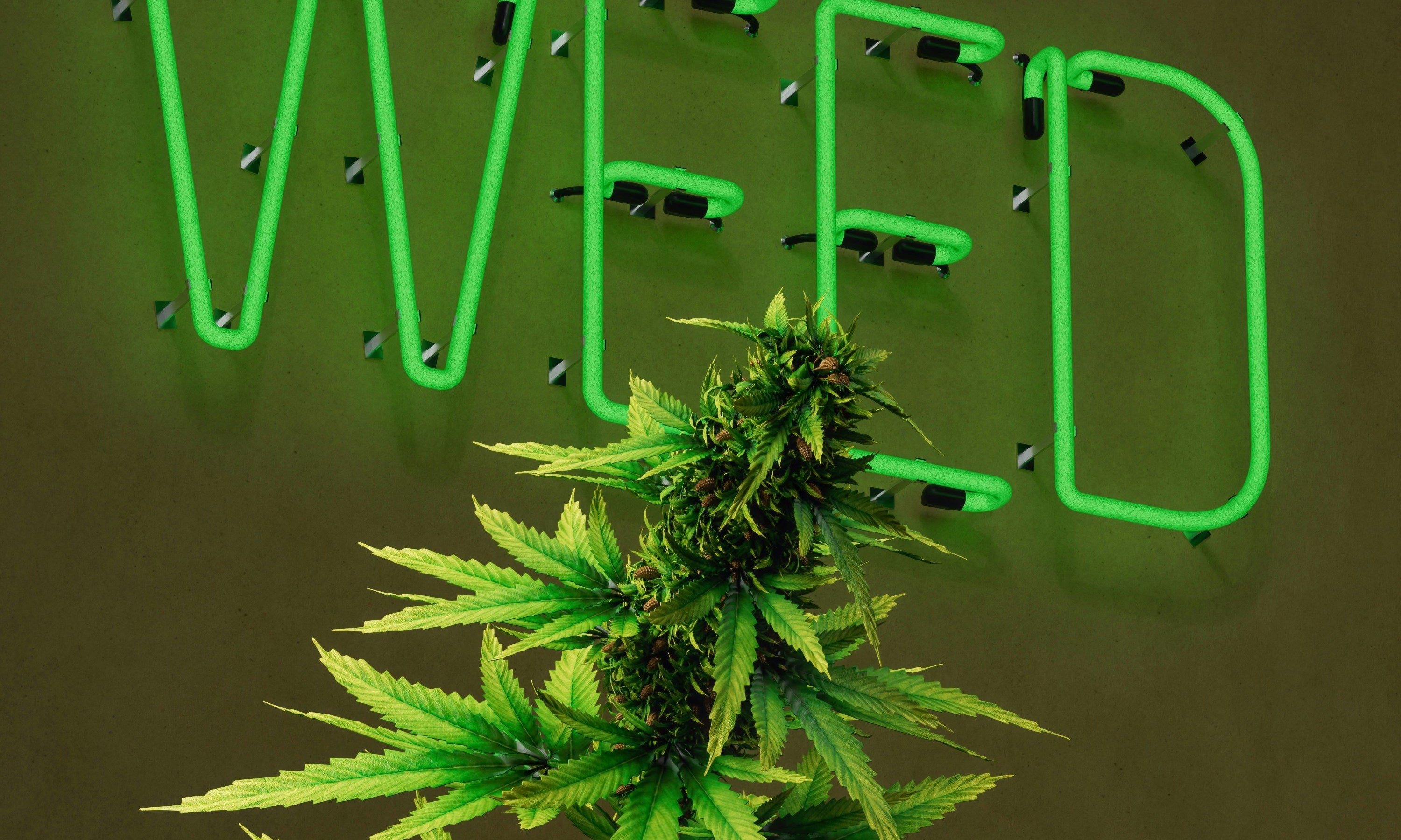 Kleine Knospe: Deutschlands Premium Cannabis Fachshop