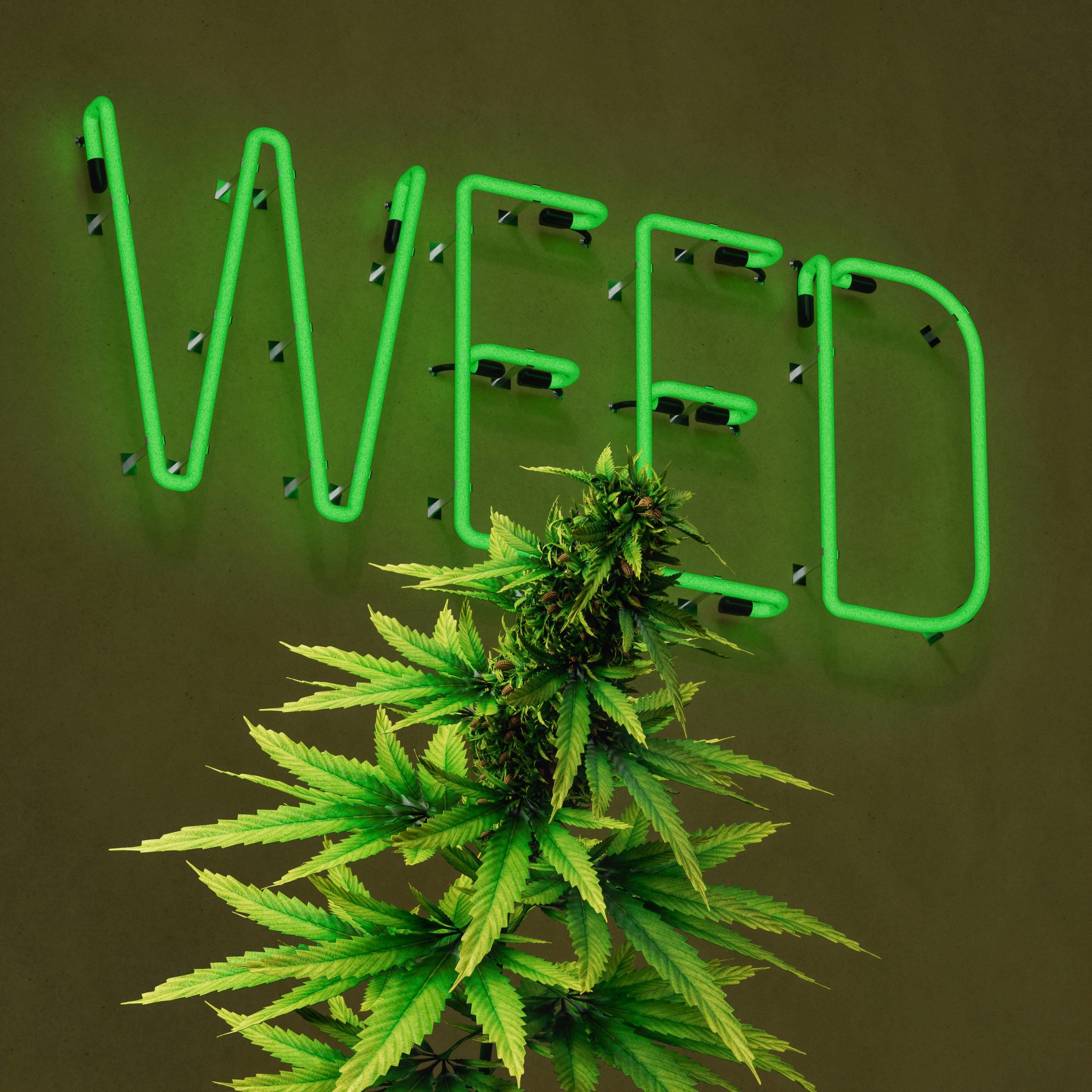 Kleine Knospe: Deutschlands Premium Cannabis Fachshop