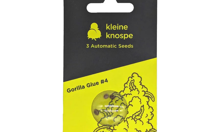 Cannabis Samen keimen nicht Ursachen und Tipps