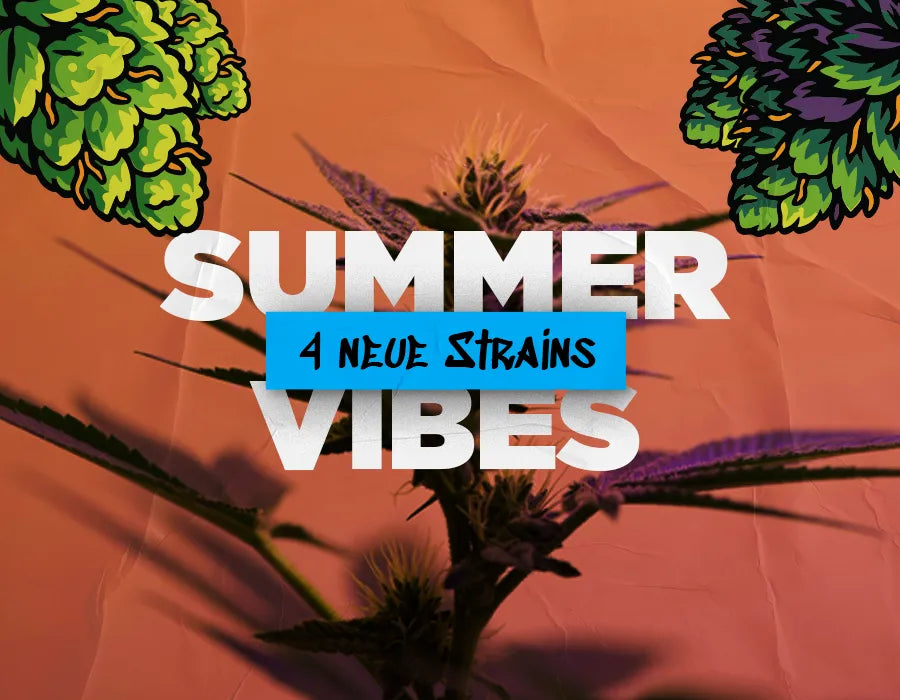 Spring/ Summer Edition