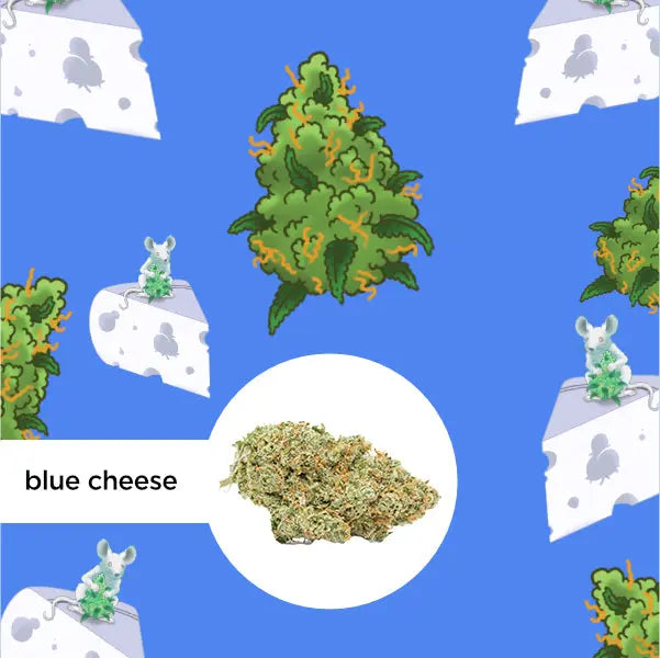Das Bild zeigt ein CBD-Produkt von kleine knospe, bei dem die Sorte "Blue Cheese" durch eine kreative Illustration mit Käse und einer Maus hervorgehoben wird.