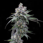 Dieses Bild zeigt eine frostige Hanfblüte, die ein beeindruckendes CBD-Produkt von "kleine knospe" darstellt.