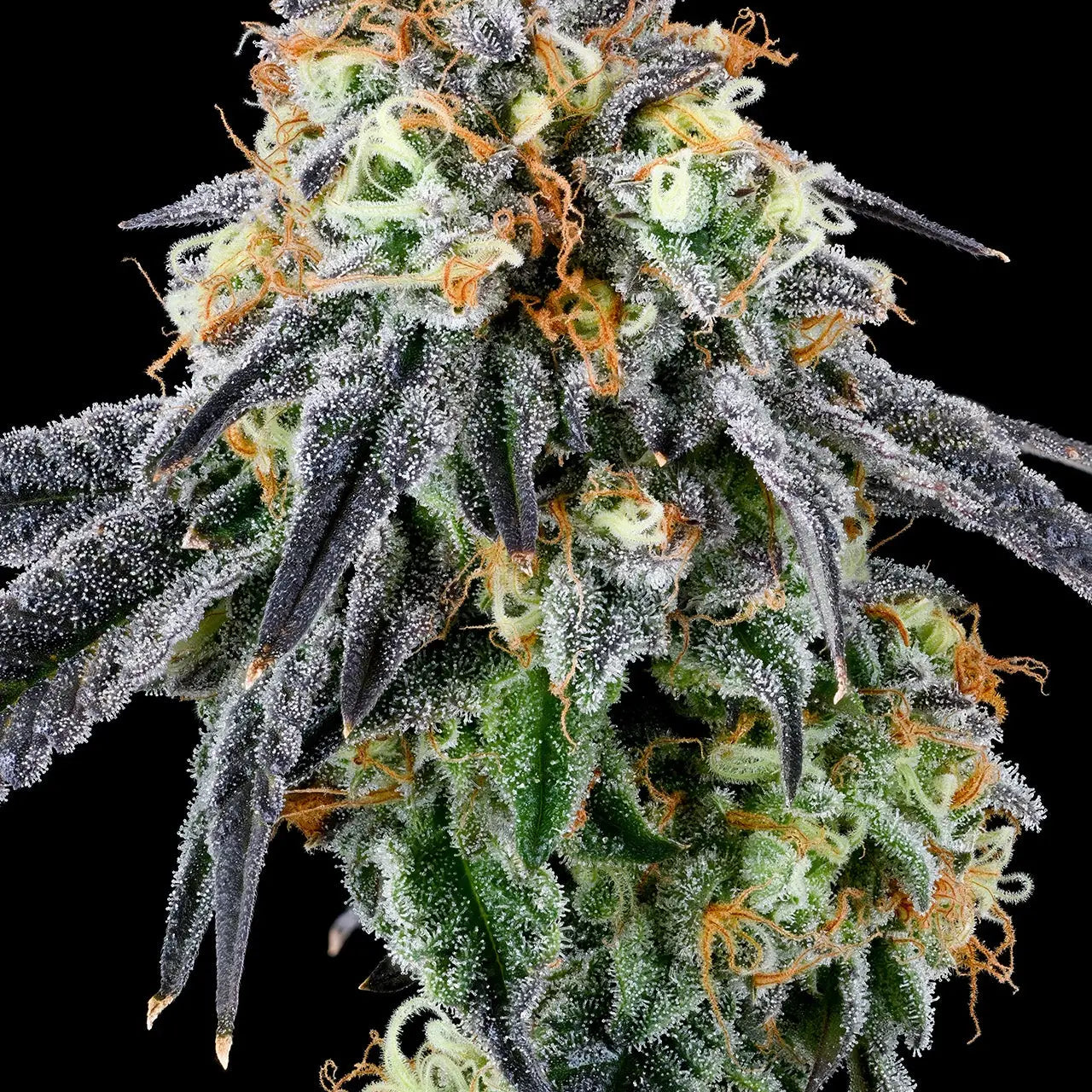 Dieses Bild zeigt eine beeindruckend mit Trichomen bedeckte Cannabisblüte von 'kleine knospe', die für ihre starke CBD-Potenz bekannt ist.