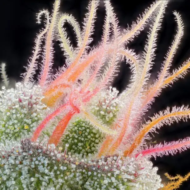 Dieses Bild zeigt die faszinierende Nahaufnahme einer Cannabisblüte von 'kleine knospe', die mit ihren leuchtenden Trichomen die Qualität des CBD-Produkts unterstreicht.