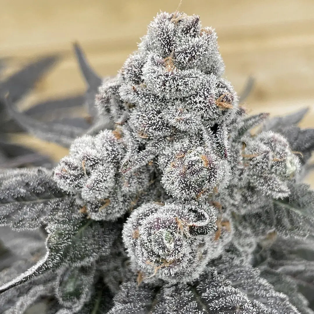 Dieses Bild zeigt eine dicht mit Trichomen bedeckte Cannabis-Blüte von 'kleine knospe', die für ihre hohe Qualität im CBD-Bereich bekannt ist.