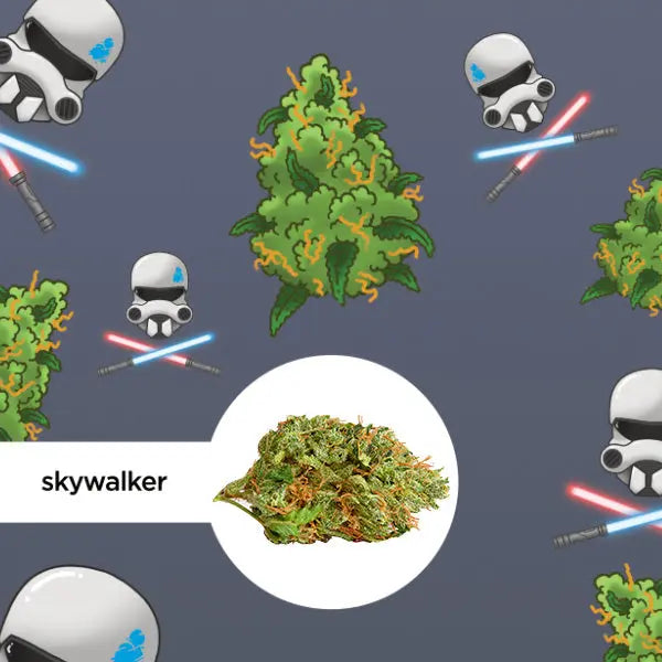 Das Bild zeigt ein Cannabis-Produkt von "kleine knospe" mit dem Namen "Skywalker," umgeben von illustrierten Helmen und Laserschwertern, die an eine bekannte Science-Fiction-Serie erinnern.