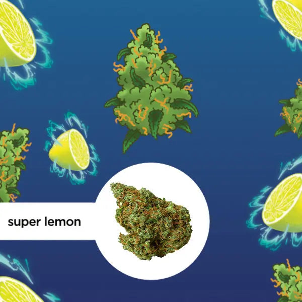 Das Bild zeigt das Cannabis-Produkt "Super Lemon" von kleine knospe mit einem Hintergrund aus Zitronenmotiven und Hanfblättern.